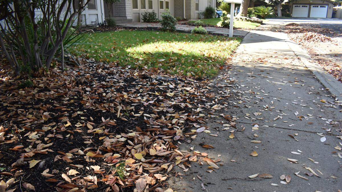 By the daily high temperatures in Modesto, you might not think it’s autumn. Only the leaves beginning to coat lawns and sidewalks say change is in the air.