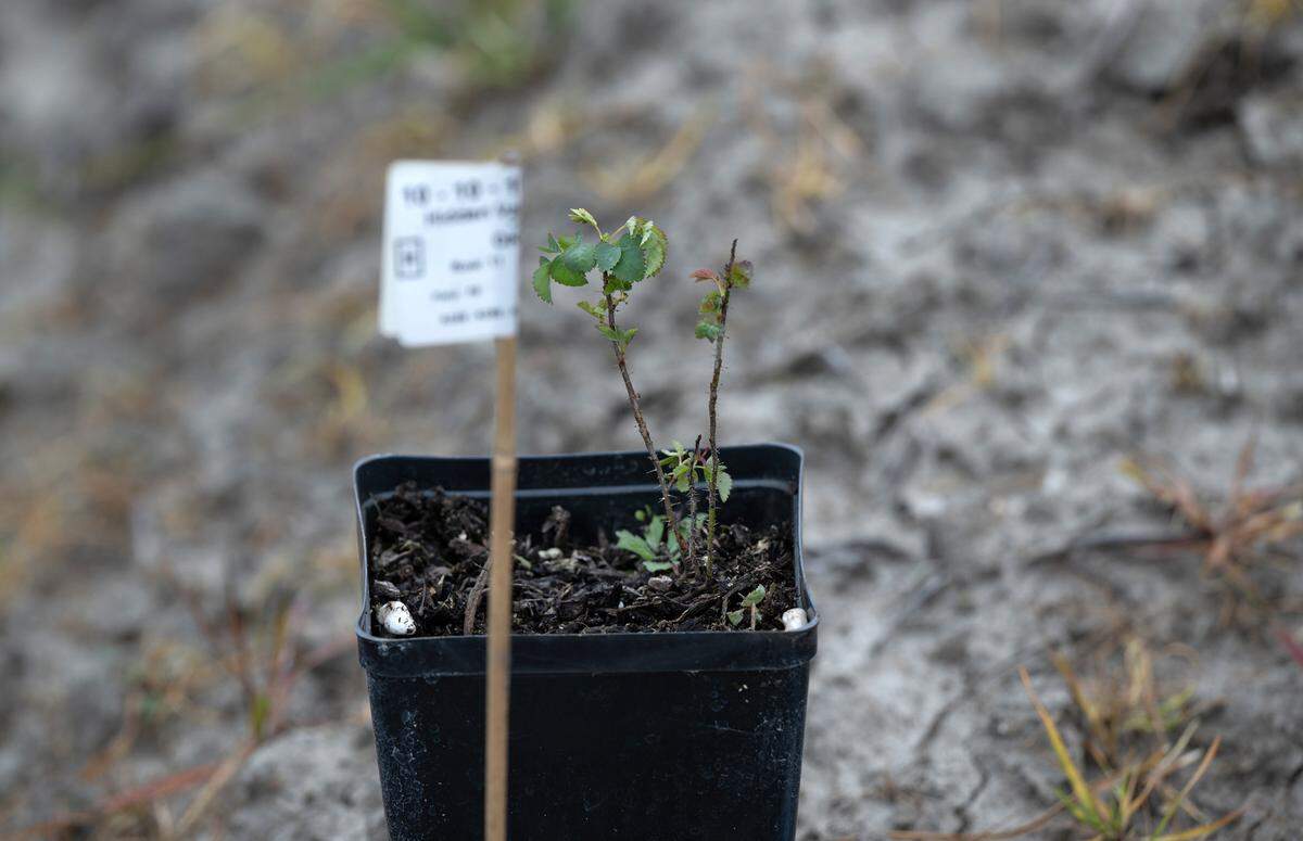 La organización sin fines de lucro River Partners está restaurando Hidden Valley con 80,000 plantas autóctonas, incluida la zarzamora, al oeste de Modesto, California, como se ve en esta imagen del jueves 29 de febrero de 2024. El proyecto, financiado por el Estado con un total de $21 millones, se lleva a cabo en la antigua central lechera, donde los cultivos anuales de forraje están dando paso a álamos, sauces, robles y otras plantas autóctonas.