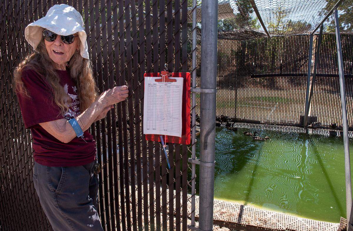 Donna Burt, executive director at The Stanislaus Wildlife Care Center shows the duck pond that is now under quarantine as the facility is caring for water fowl infected with avian influenza in Hughson, Calif., on Wednesday, August 31, 2022.