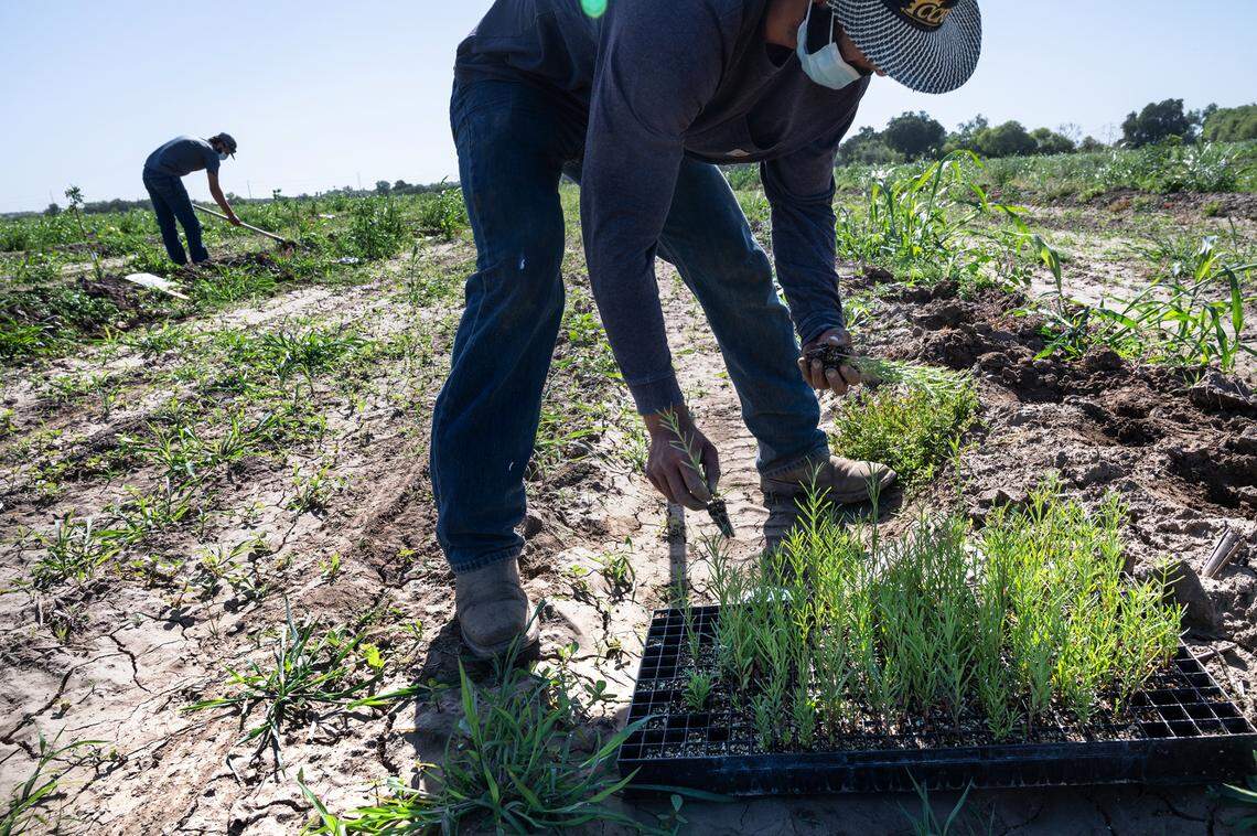 River Partners field technician Estevan Frias plants milkweed at Dos Rios Ranch near Modesto, Calif., on Friday, May 7, 2021. Dos Rios Ranch is nine years into its restoration, a $45 million-plus effort across nearly 2,400 acres. It seeks to enhance flood protection, wildlife habitat and water supplies in one grand vision.