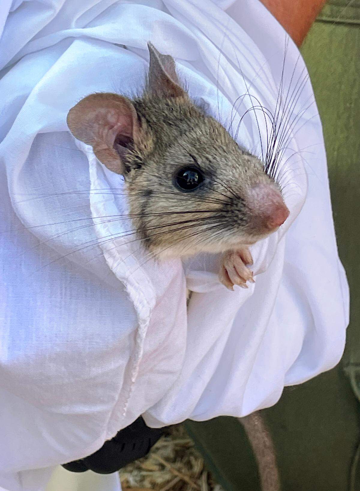 Riparian Woodrat