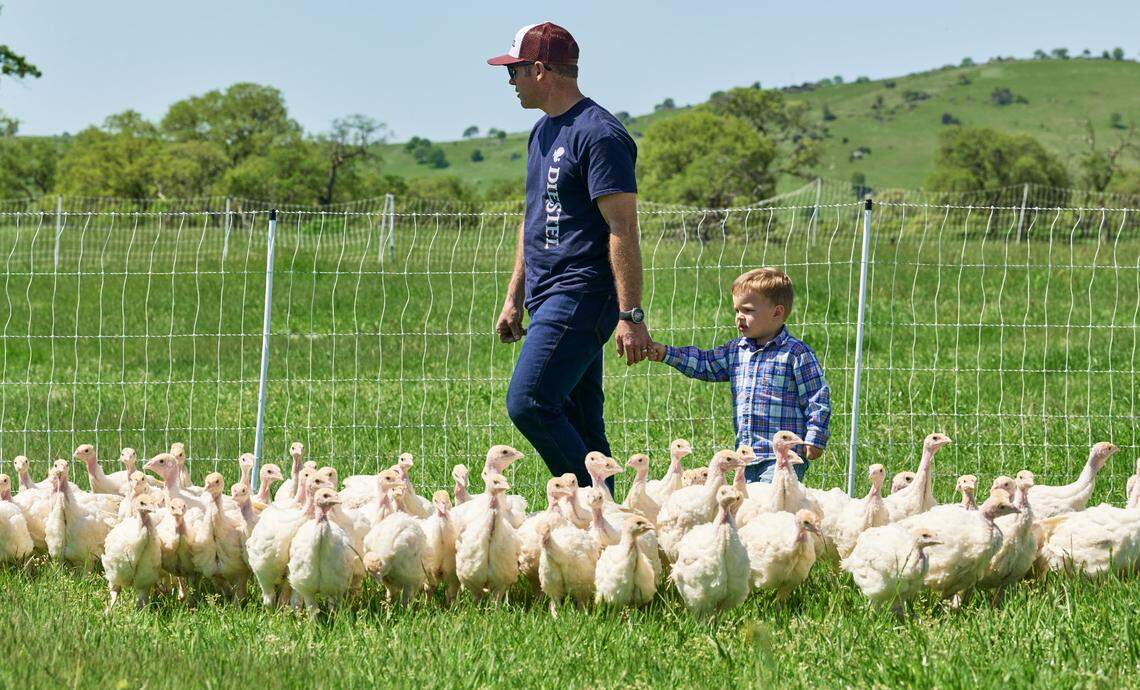 Jason Diestel and his son, Baron, visit with pasture-raised turkeys at Diestel Family Ranch near Sonora, California. The company launched a “regenerative” label on July 16, 2024.