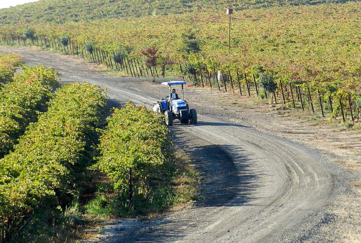 In this file photograph, a worker sprays weeds in a vineyard south of Warnerville Road in eastern Stanislaus County.