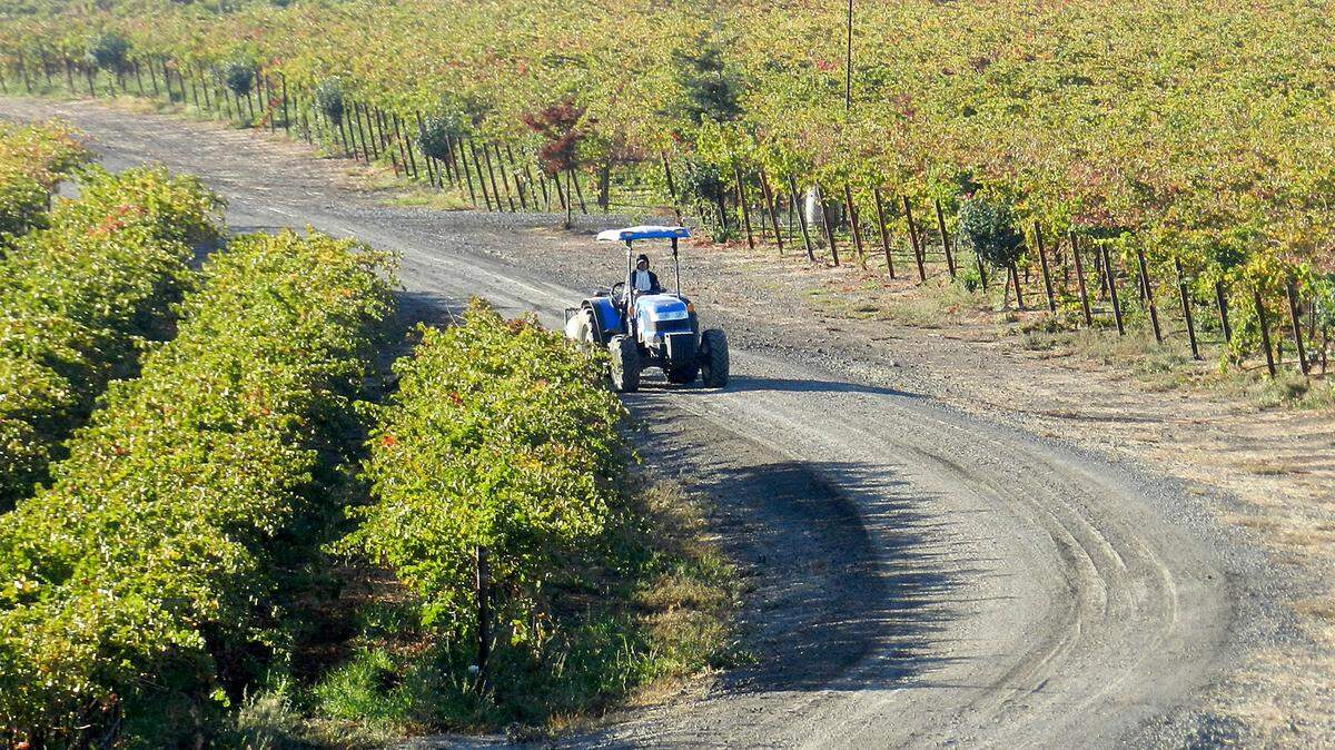 In this file photograph, a worker sprays weeds in a vineyard south of Warnerville Road in eastern Stanislaus County.