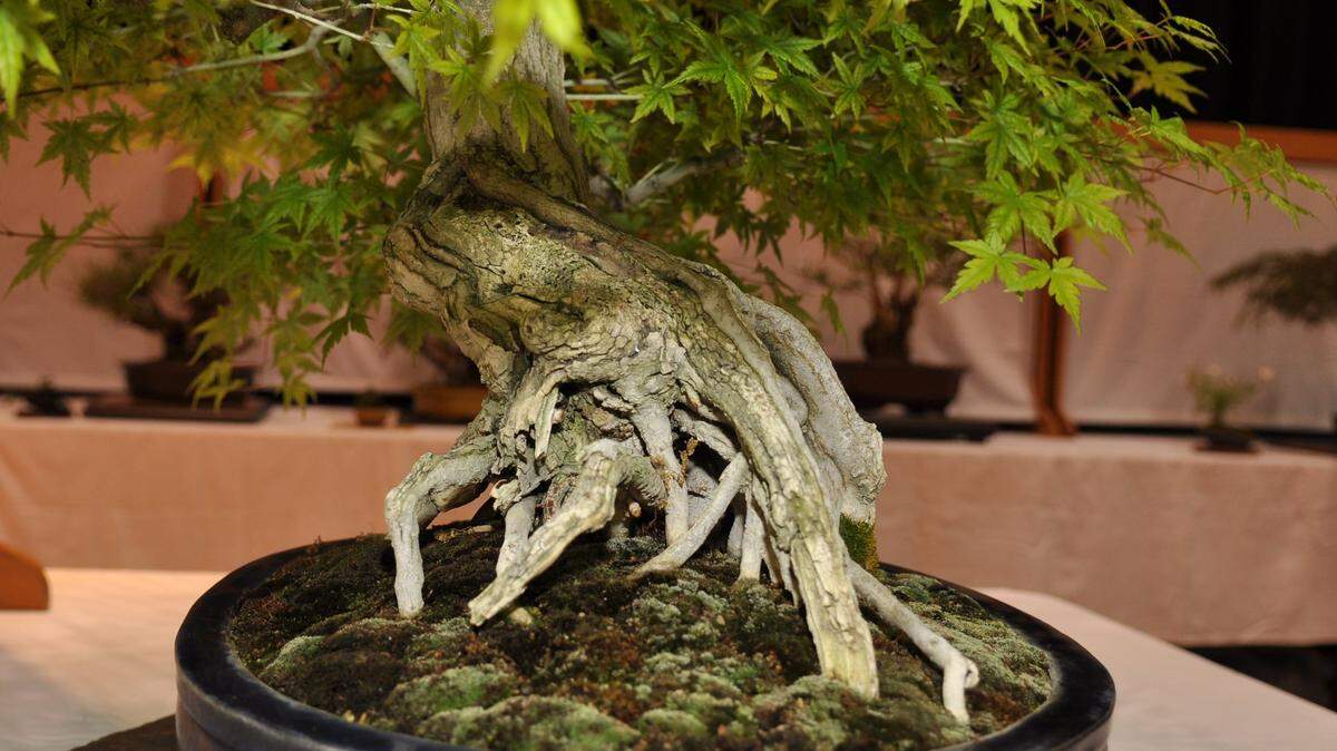 Bonsai at a past year's Modesto Bonsai Club spring show and sale.