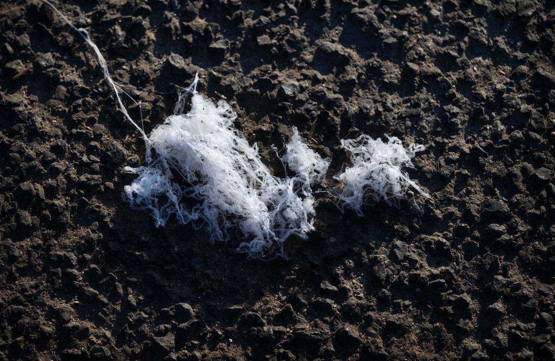 A spider web-like substance lies on asphalt in Salida, Calif., Wednesday, Oct. 4, 2023.