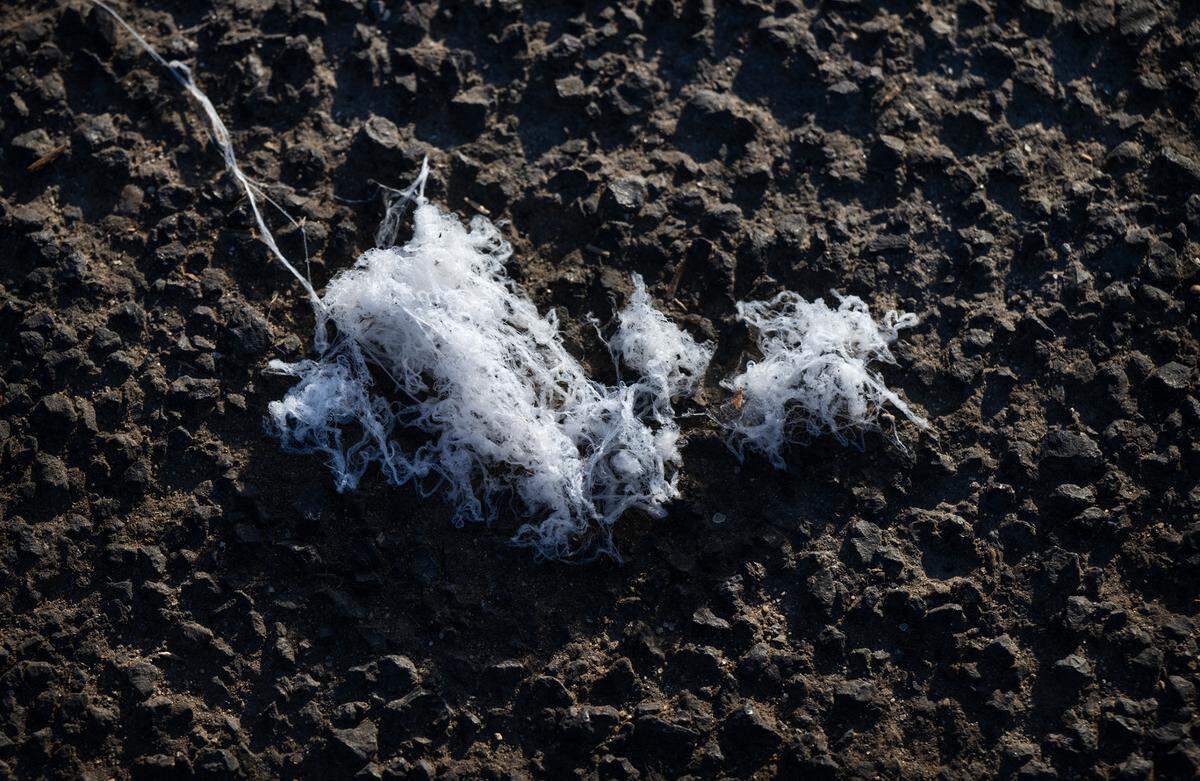 A spider web-like substance lies on asphalt in Salida, Calif., Wednesday, Oct. 4, 2023.