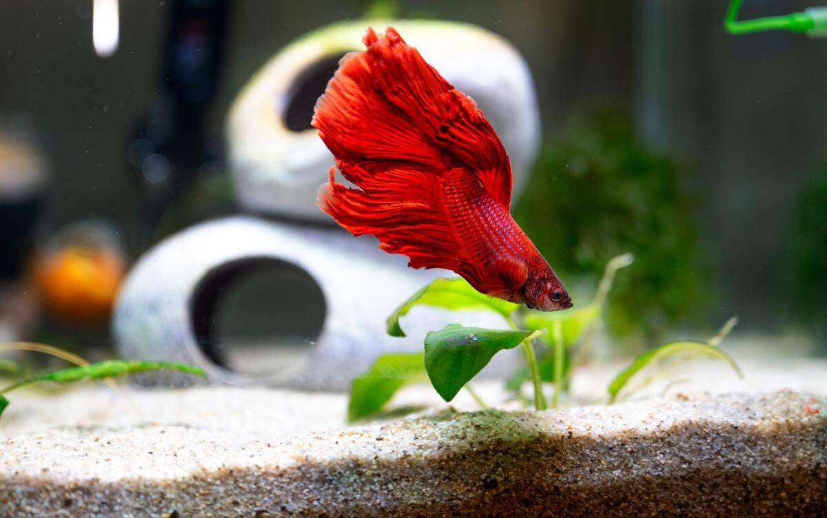 A red Siamese fighting fish, commonly known as a betta, was found abandoned in a storage unit and rescued by Turlock Animal Services, where it was adopted by Maddy Haflich and Brandon Butler. Photographed in Hughson, Thursday, July 31, 2025. 