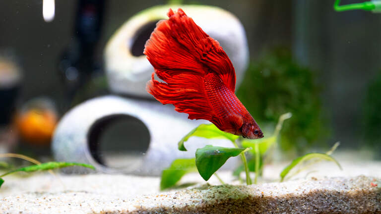 A fish abandoned in a pickle jar in the dark gets a happy ending in California