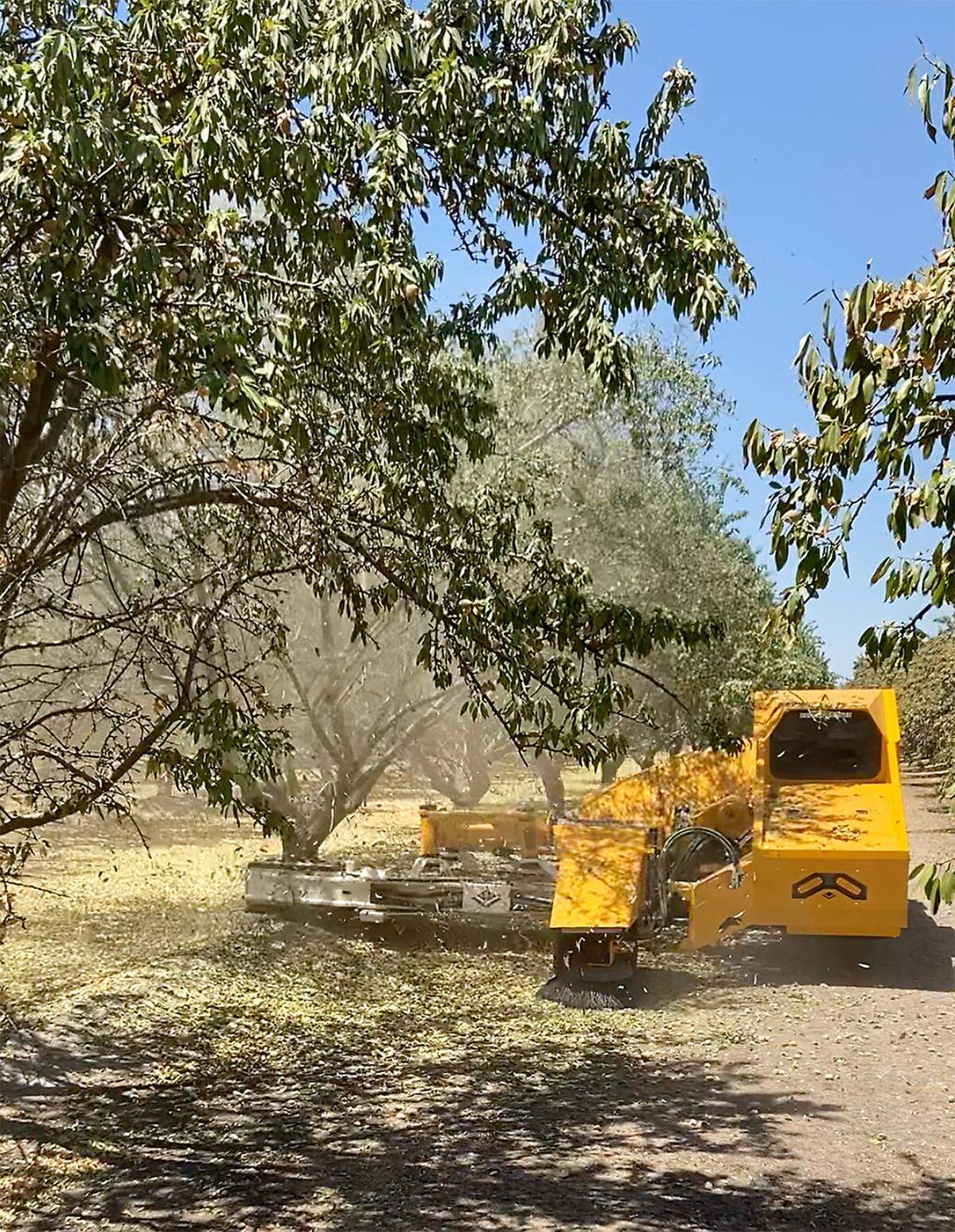 COE shaker shaking almond tree.