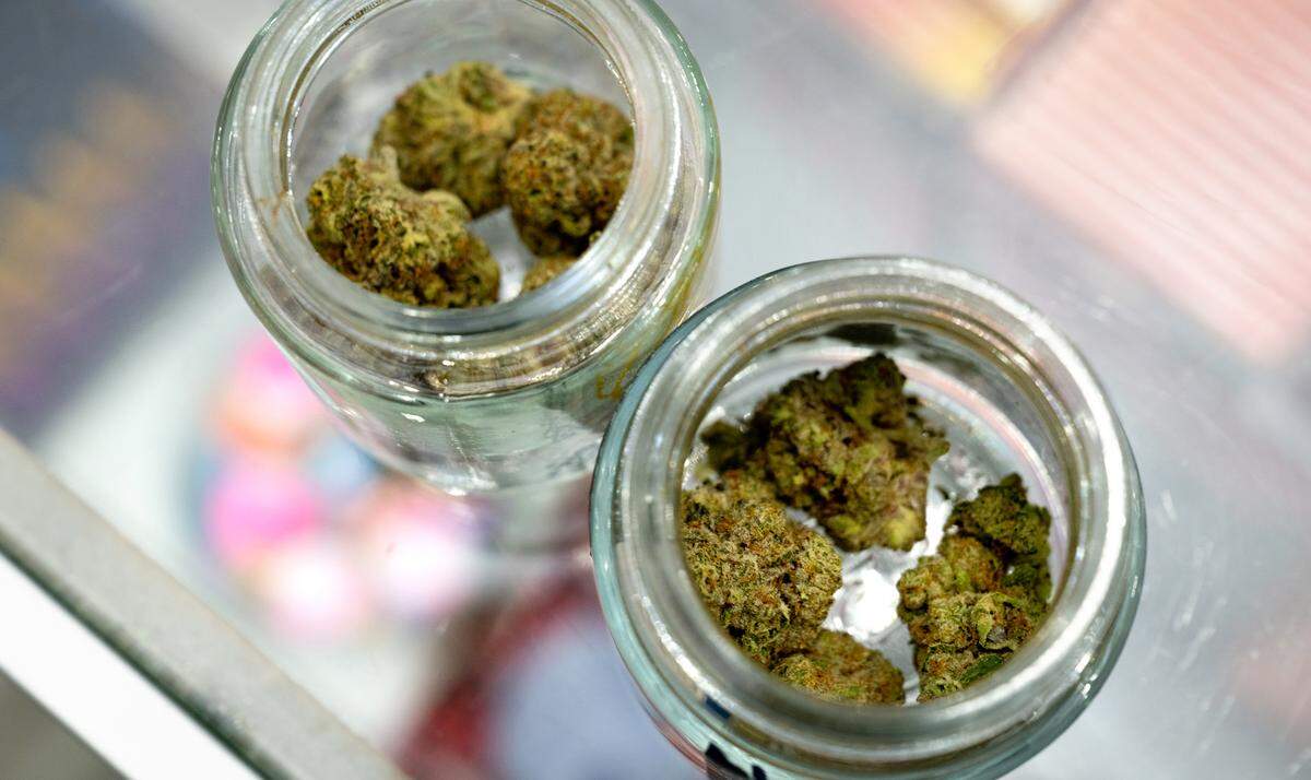 Cannabis flower samples at Cali Kosher dispensary in Empire, Tuesday, Nov. 19, 2024.