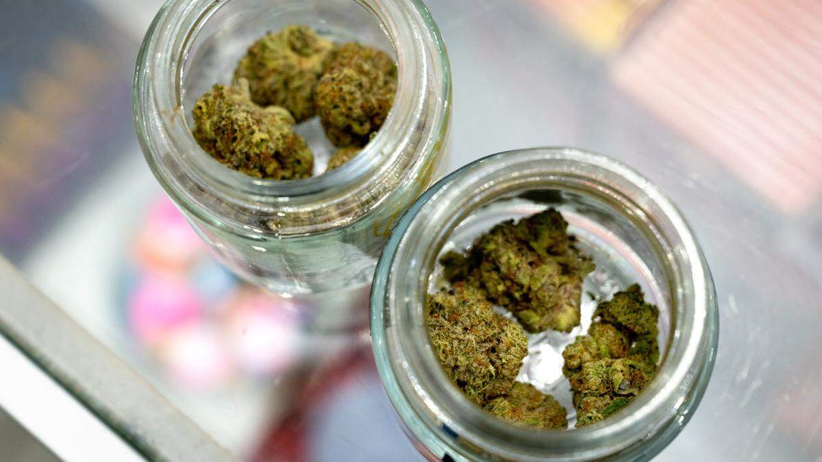 Cannabis flower samples at Cali Kosher dispensary in Empire, Tuesday, Nov. 19, 2024.