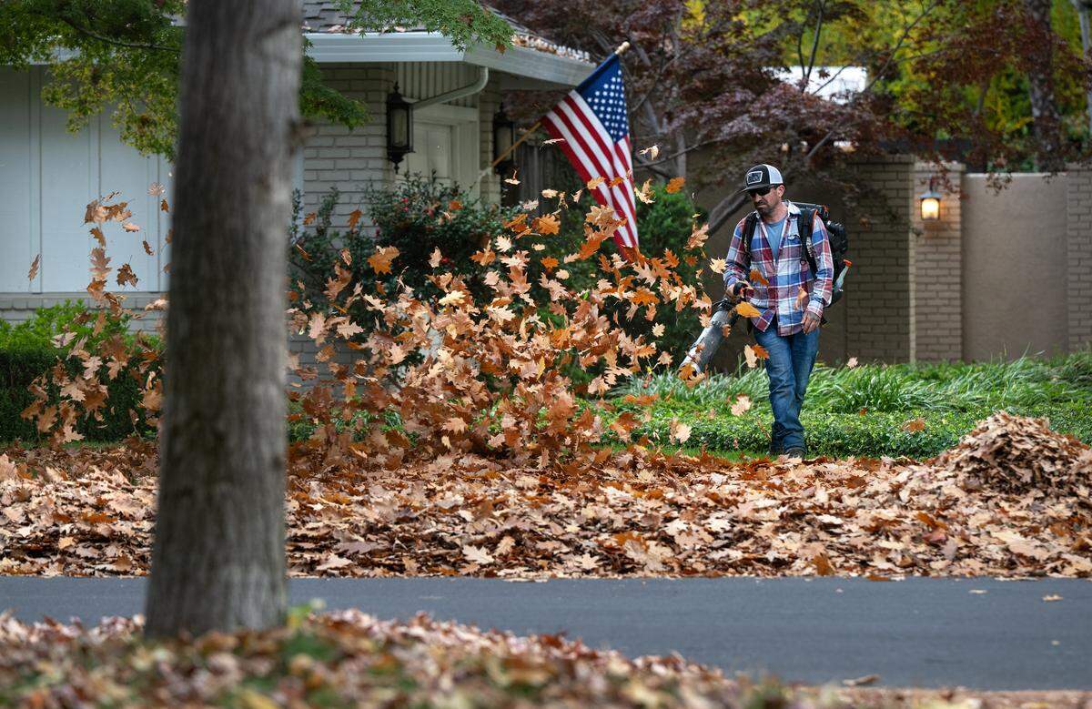A landscaper piles up leaves at a home in the College neighborhood in Modesto, Wednesday, Nov. 12, 2025.