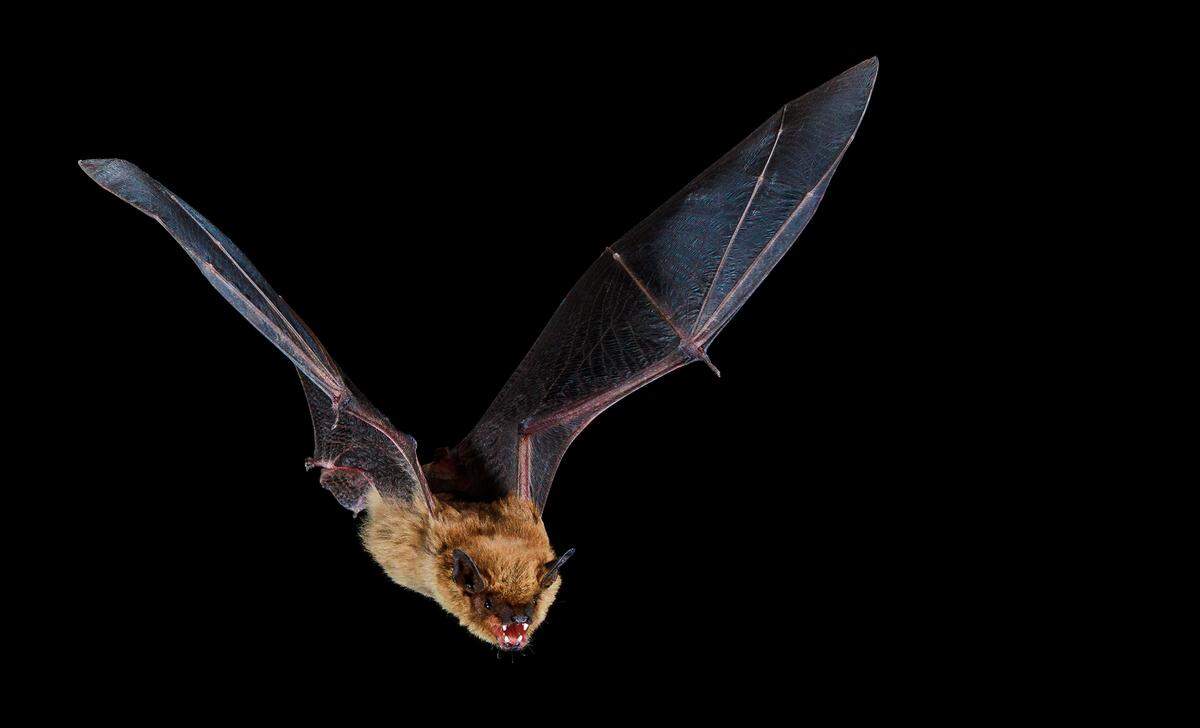 Big brown bat (Eptesicus fuscus), image provided by Bat Conservation International.