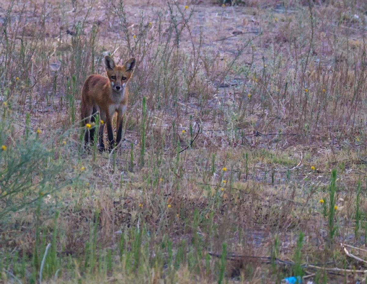 This and other red foxes live along the old railroad line that will become the Virginia Corridor trail extension north of Standiford Avenue in Modesto.