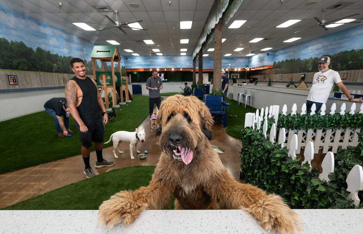 Willow, a saint berdoodle (saint bernard poodle mix) poses for a picture at Bark indoor dog park and tap room in Modesto, Calif., Thursday, Oct. 19, 2023.