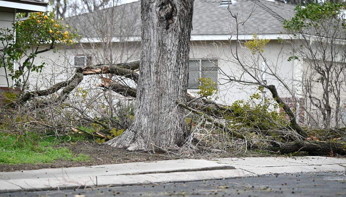 Large branches from a tree fell at a home on Ashwood Drive in Modesto, Calif., Tuesday, March 14, 2023.