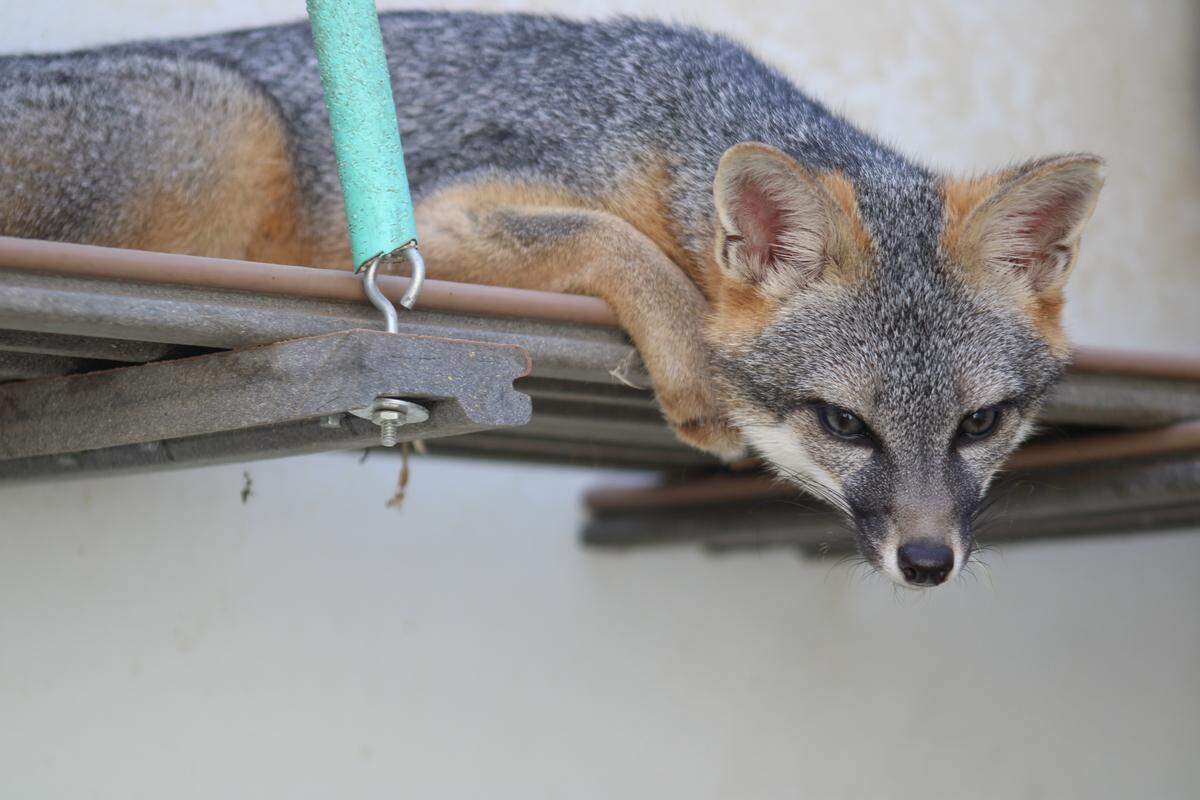 A small gray fox peers over a landing, focusing on something on the floor.
