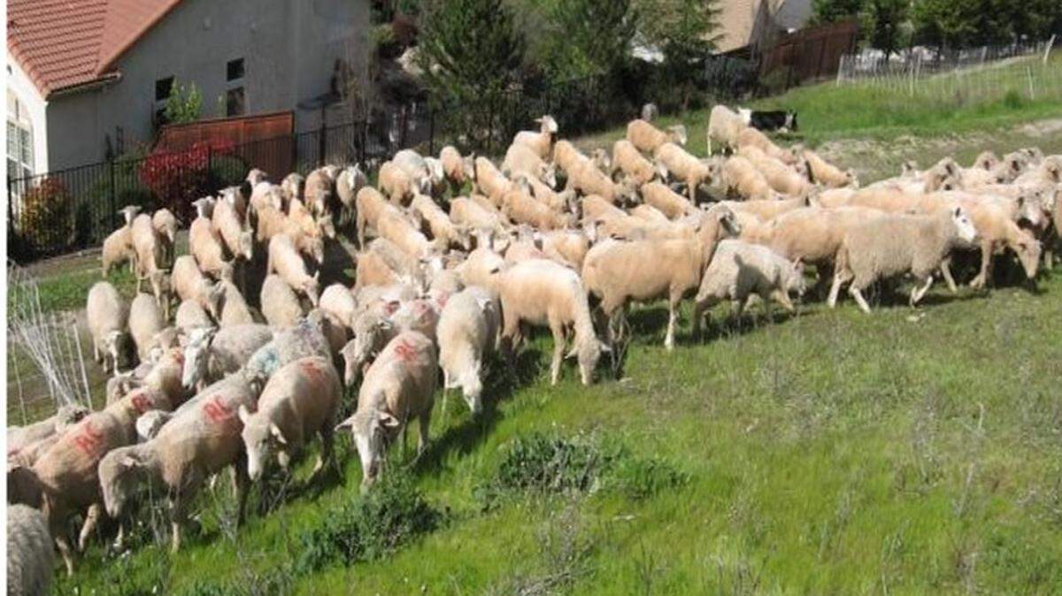 Sheep grazing for vegetation control in Rocklin, Calif.