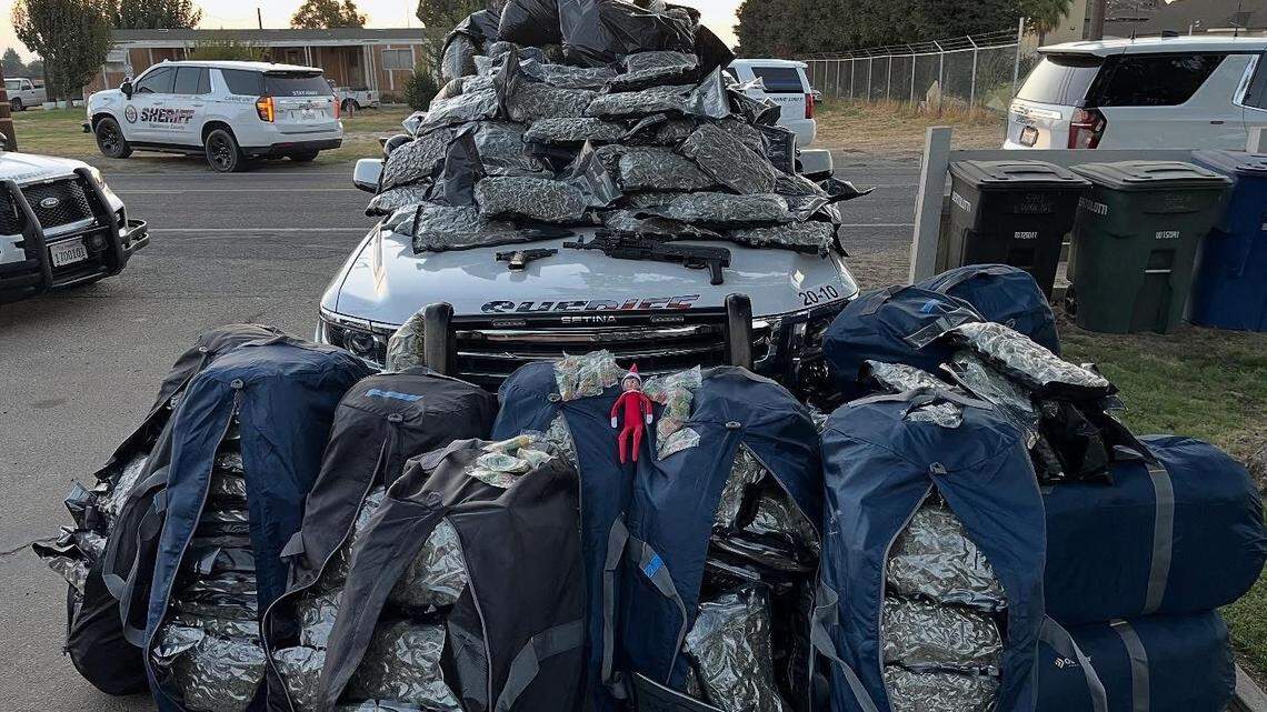 Bags of processed marijuana and ammunition are displayed on a Stanislaus County Sheriff’s Office patrol vehicle after deputies responded to a domestic dispute in Ceres early Saturday. Authorities said about 600 pounds of marijuana were seized.
