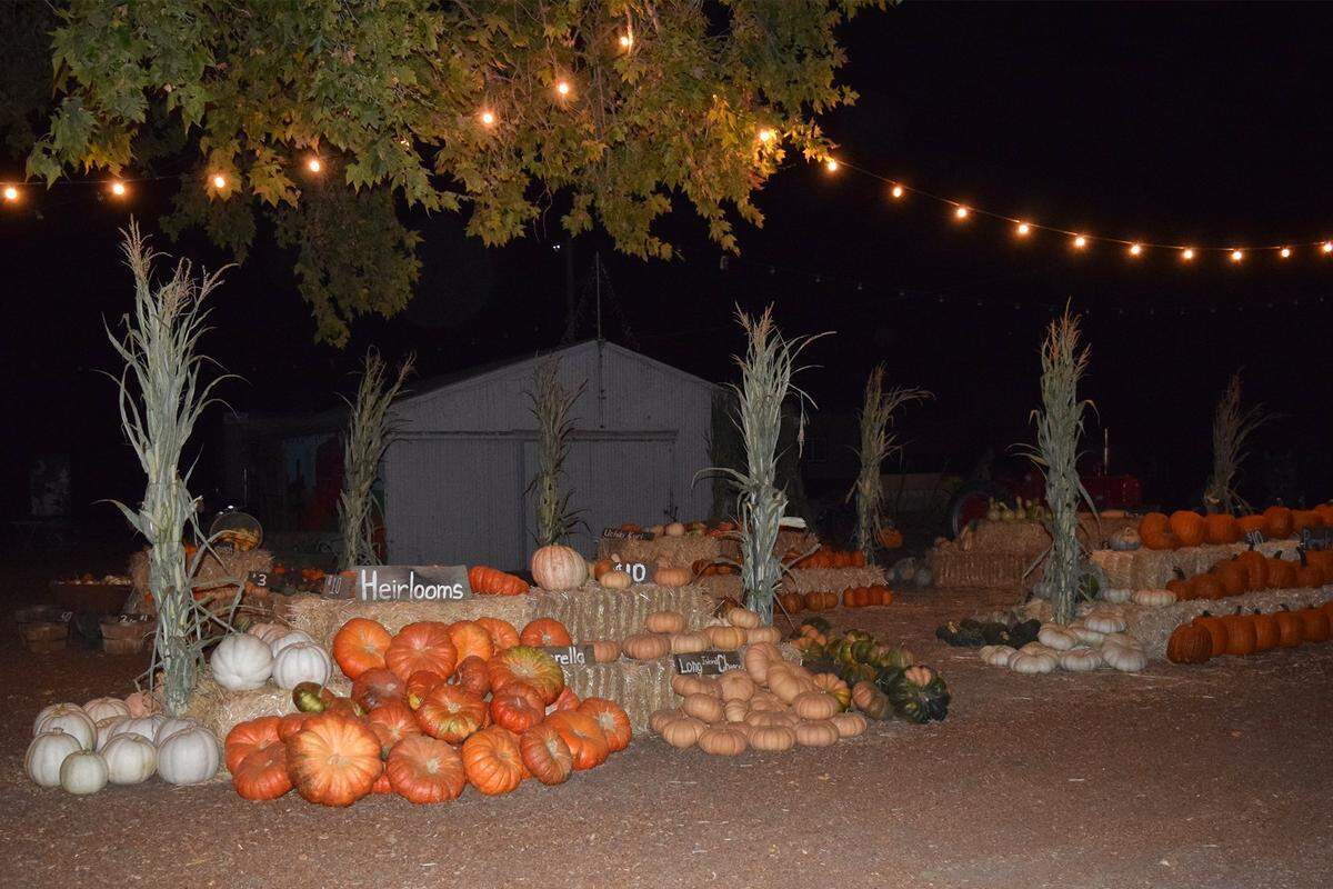 RAM Farms, just outside of Turlock, is open with all sorts of harvest activities.