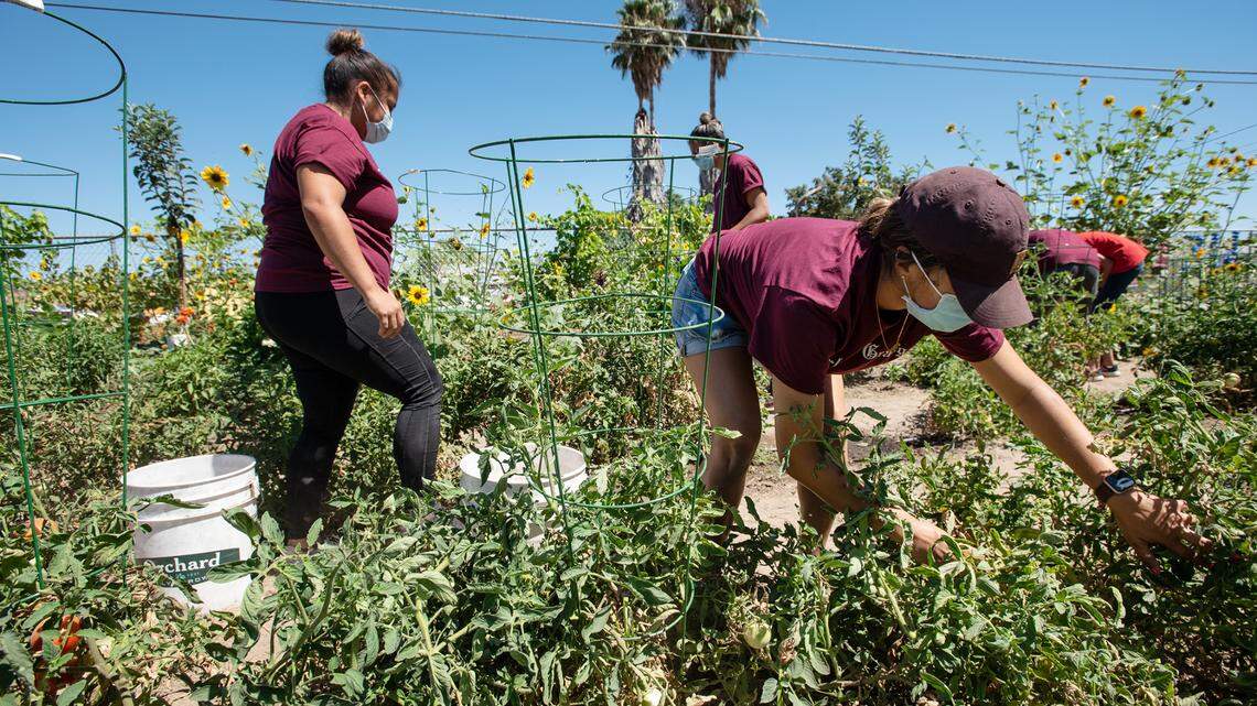 Estrella Isiordia, left, and Abigail DiGrazia, right, pick tomatoes at Westside Ministries in Turlock, Calif., on Tuesday, August 4, 2020.