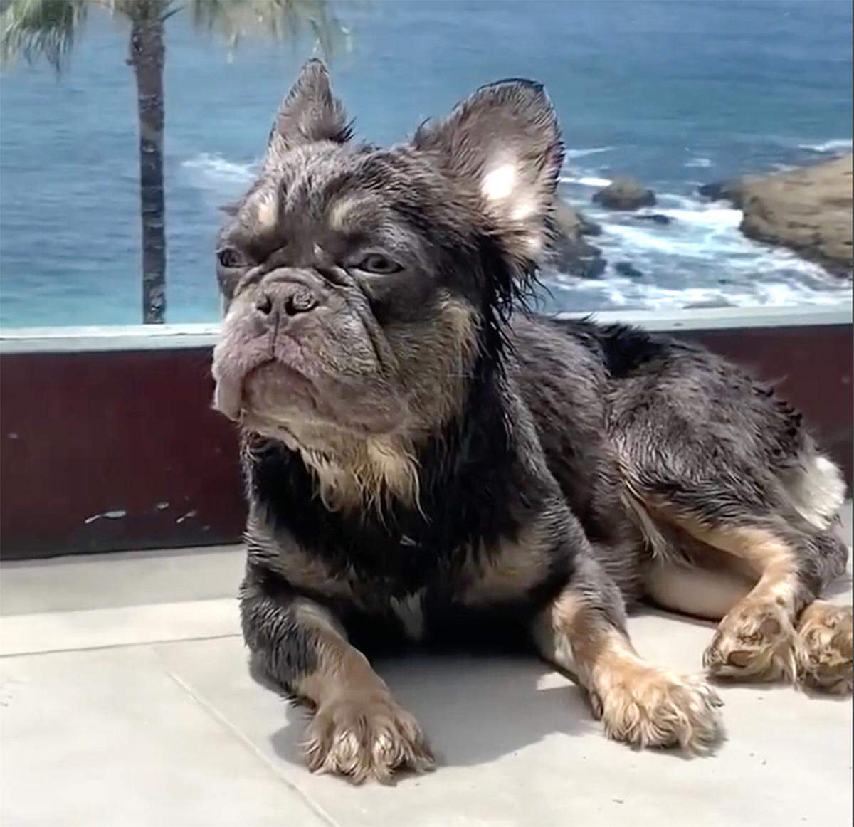 The approximately 150 dogs seized from an alleged puppy mill last month have all been placed with rescues that can care for their ongoing medical needs.
