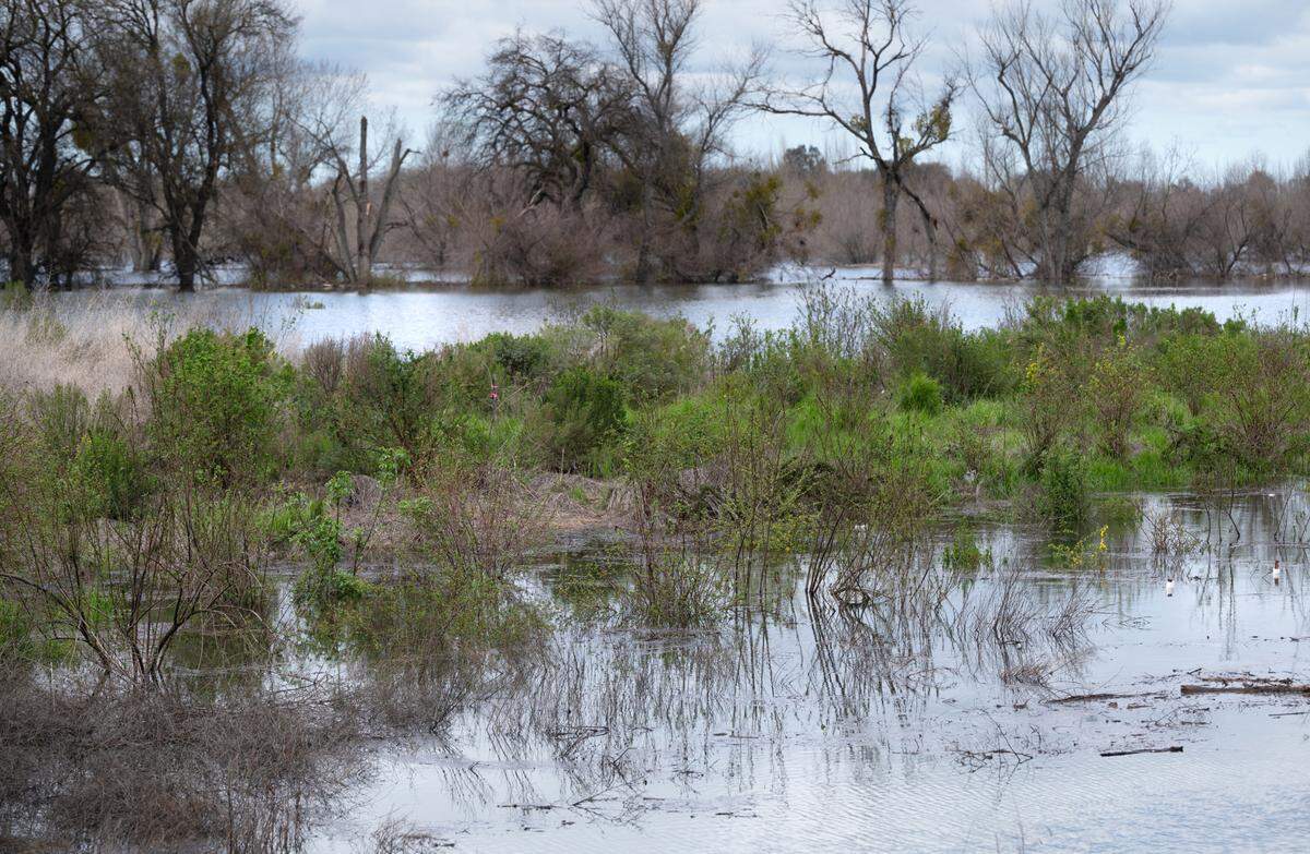 The floodplain at Dos Rios Ranch is inundated by the Tuolumne and San Joaquin rivers near Modesto, Calif., Wednesday, March 15, 2023.