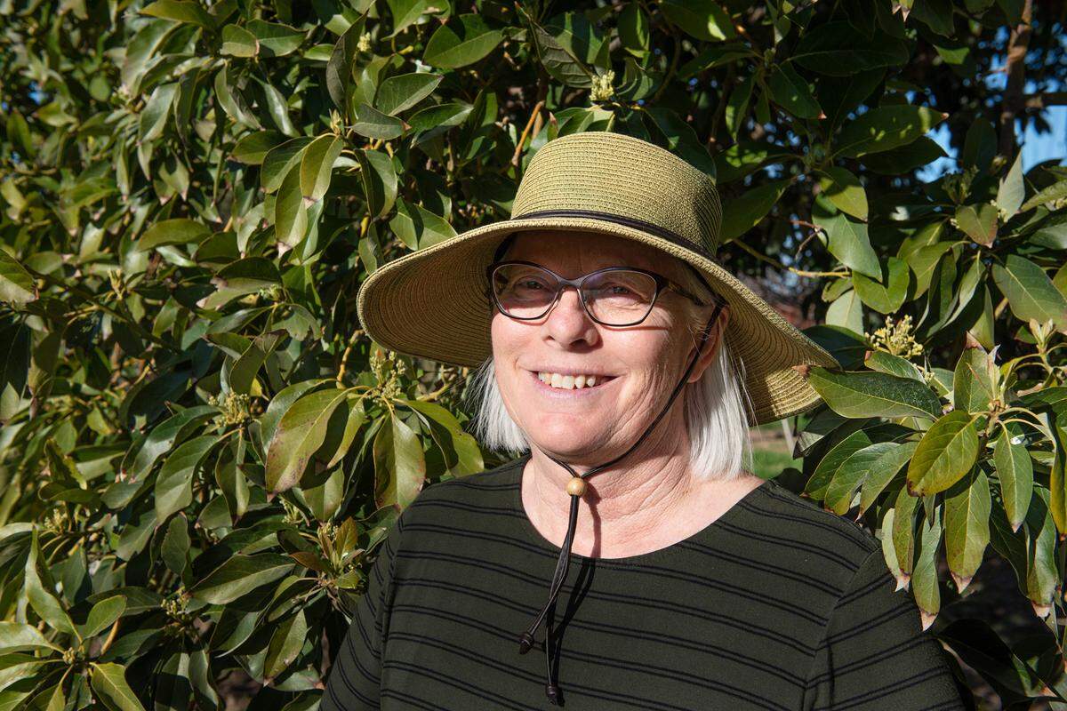 Laura Sexton harvests the rare Puebla avocado and sells them to a specialty produce distributor The 40-foot tree has been on the family property for 55-years. Photographed in Modesto, Calif., on Wednesday, Feb. 16, 2022.