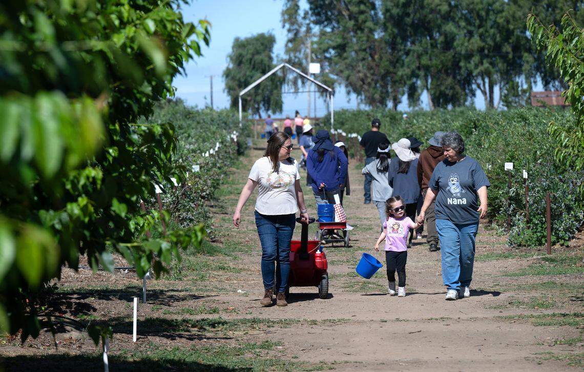 Marianne Bristow, right, walks with her granddaughter Maya, 3, and her daughter Becky, left, as they go in search of peaches after picking blueberries at Vanderhelm Farms in Modesto, Calif., Saturday, May 25, 2024.