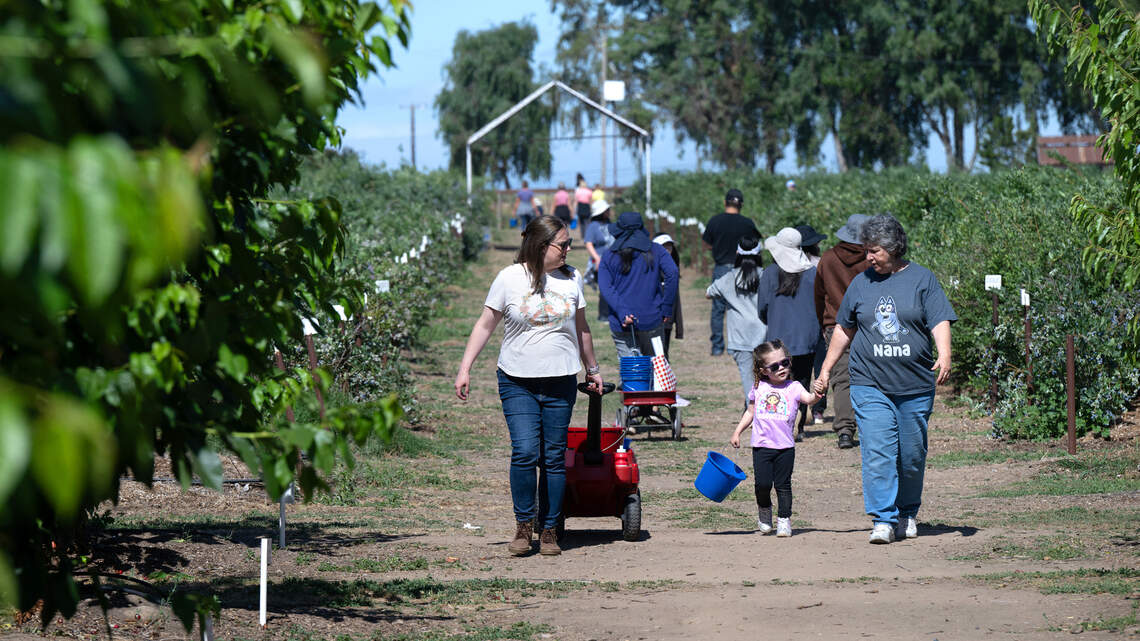 Modesto farm offers U-pick fruit and a deep history. ‘This place is family ground’