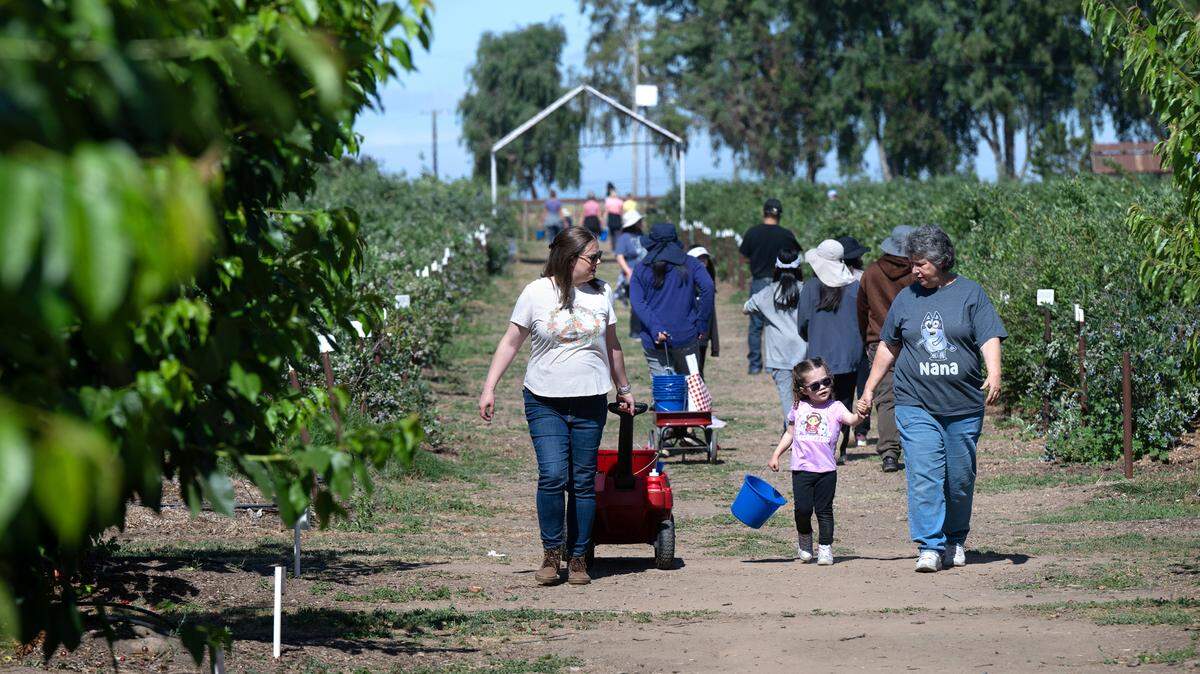 Marianne Bristow, a la derecha, camina con su nieta Maya, de 3 años, y su hija Becky, a la izquierda, mientras van en busca de duraznos después de recoger arándanos en Vanderhelm Farms en Modesto, California, el sábado 25 de mayo de 2024.