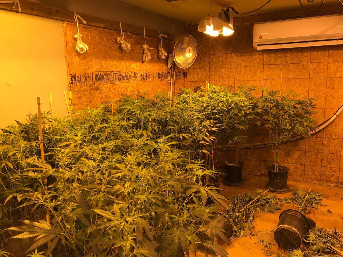 The front room of a home on Olivera Road in south Modesto had been converted to illegally grow marijuana, Stanislaus County deputies found during a warrant search on Thursday, April 28, 2022.