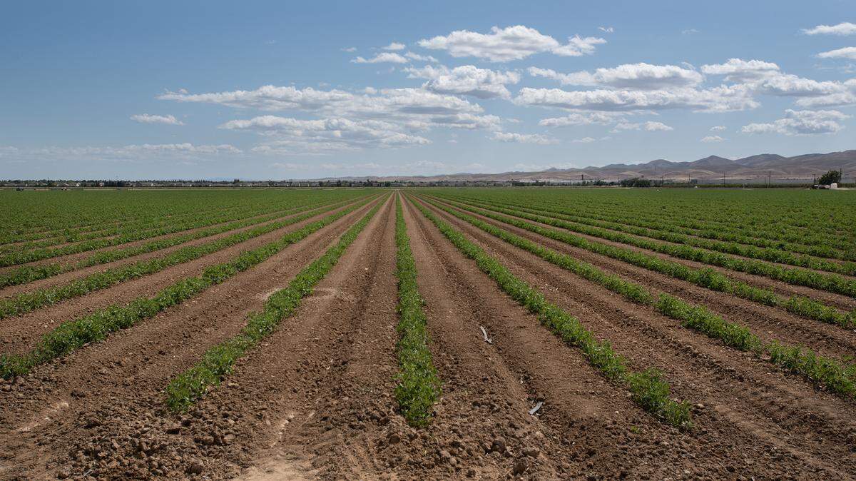Site of the proposed Zacharias housing development, looking south from Zacharias Road,  in Patterson, Calif., on Tuesday, April 12, 2022. 