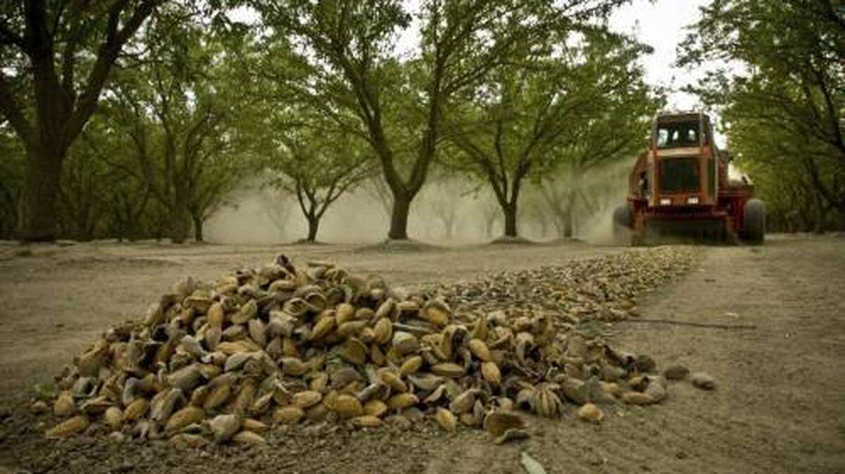 BA Almond Harvest 1