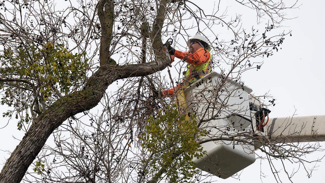 City of Modesto forestry division crew works on a damaged tree on Rowland Avenue in Modesto, Calif., Tuesday, Jan. 3, 2023.