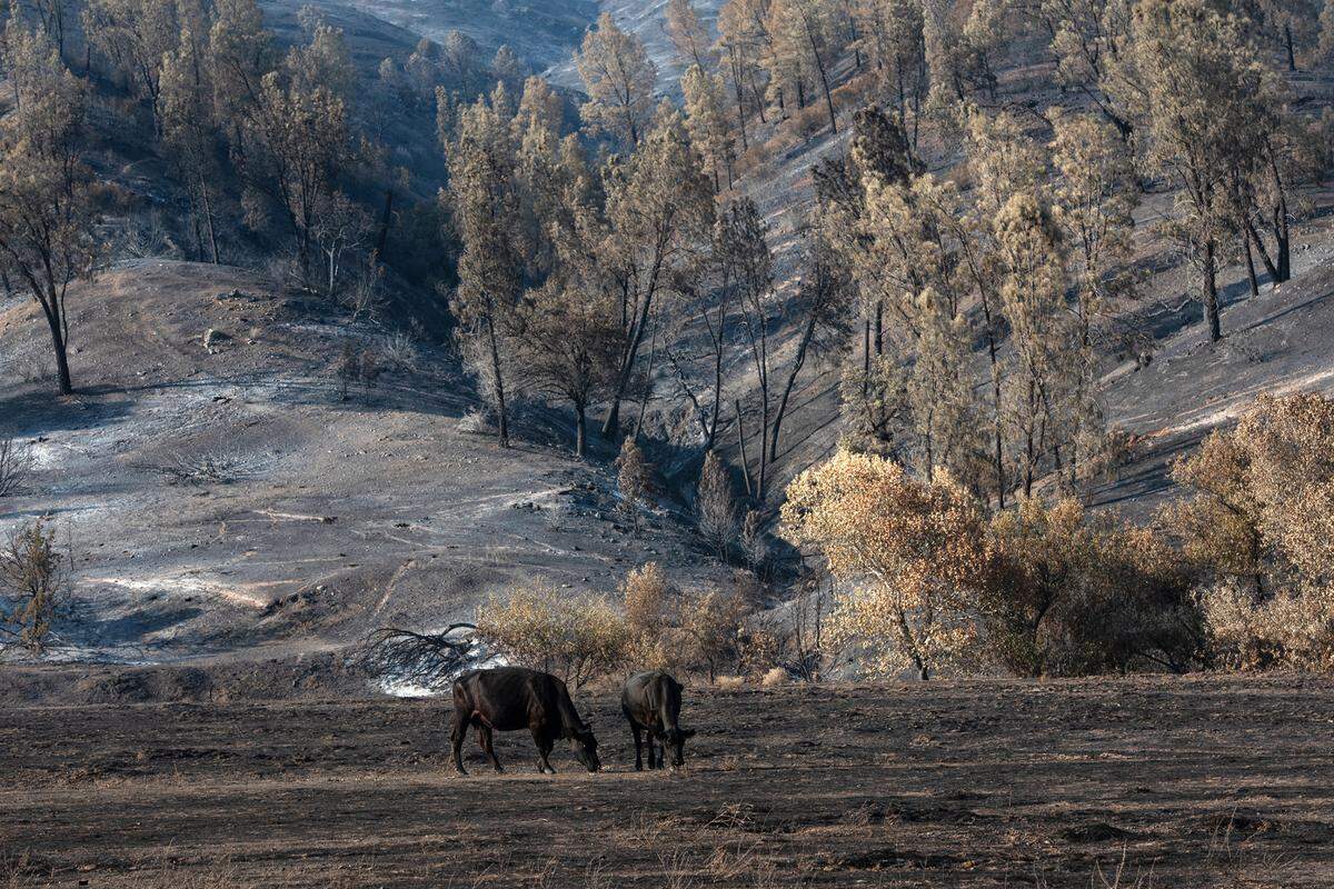 Two cows graze on burned pasture along Del Puerto Canyon Road near Patterson, Calif., on Wednesday, August 28, 2020.