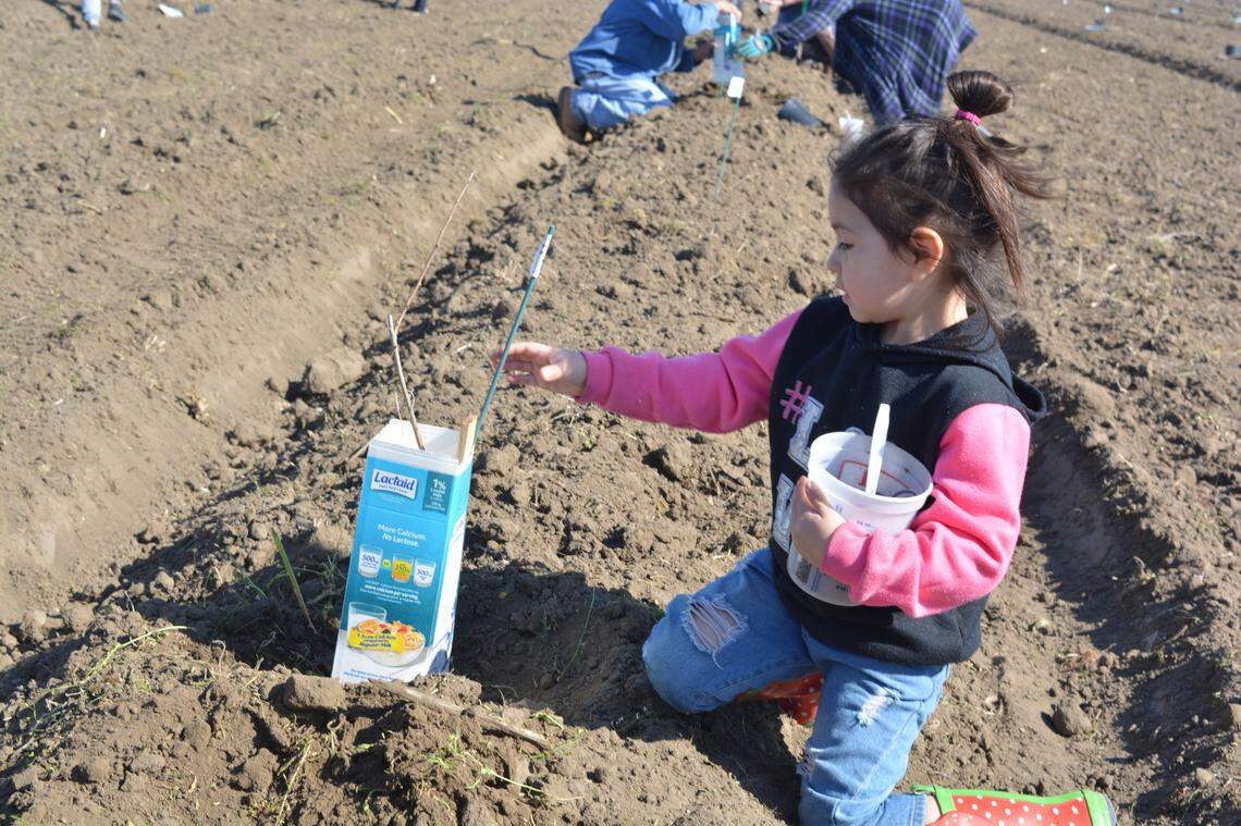 Edith Sanchez, 4, of Grayson helps plant floodplain vegetation near the confluence of the Tuolumne and San Joaquin rivers on Feb. 19, 2022. The Grayson Riverbend Preserve will augment the earlier restoration of Dos Rios Ranch.
