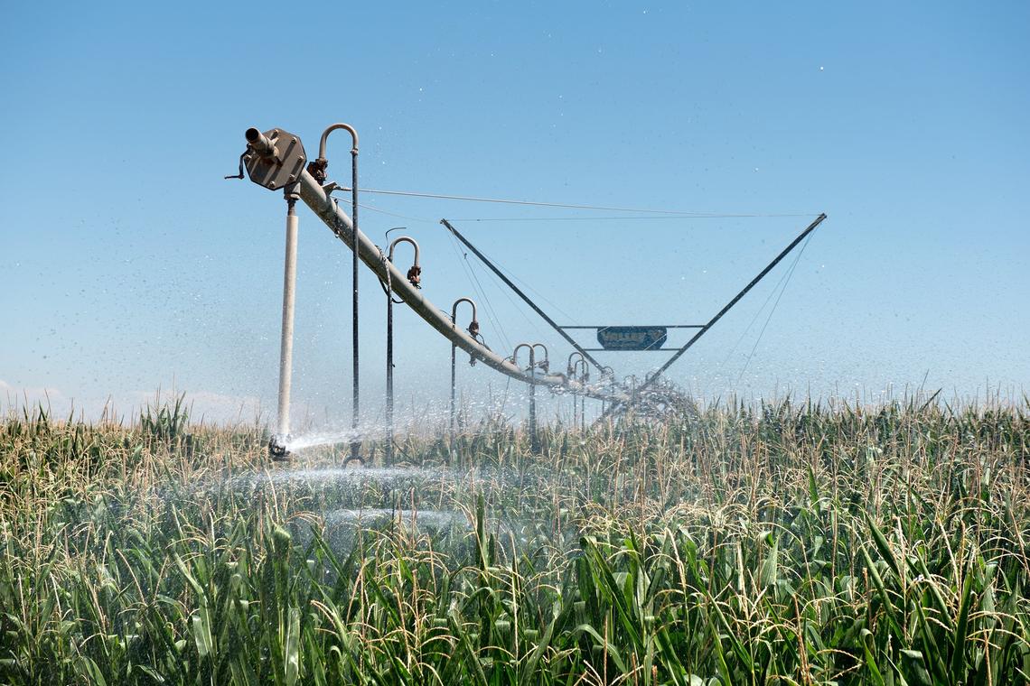 A pivot sprinkler waters a corn field at Triple-C Farms in Denair Calif., Tuesday, July 24, 2018. 