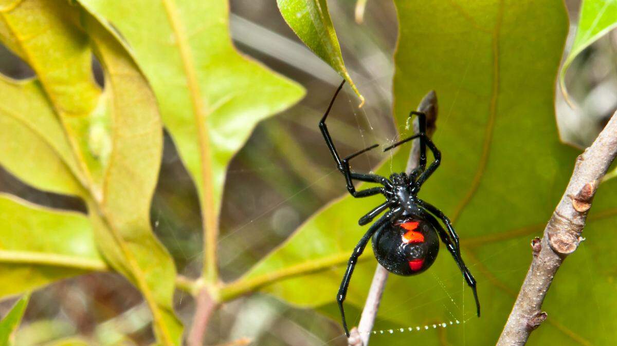 Though rare in Pennsylvania, black widow spiders offer bites that are medically significant for humans.