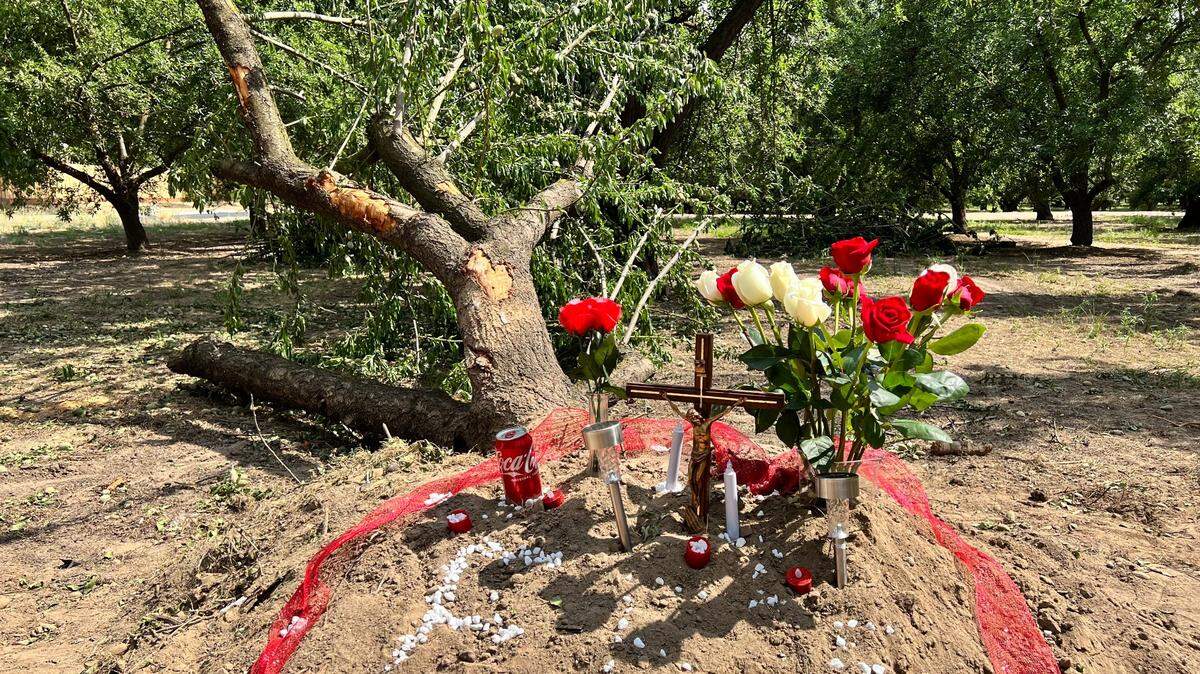 A memorial stands in an orchard west of Monticello Lane in southwest Modesto where Emmanuel Gomez crashed after being shot while pursuing vehicle burglary suspects on Wednesday morning, June 7, 2023.