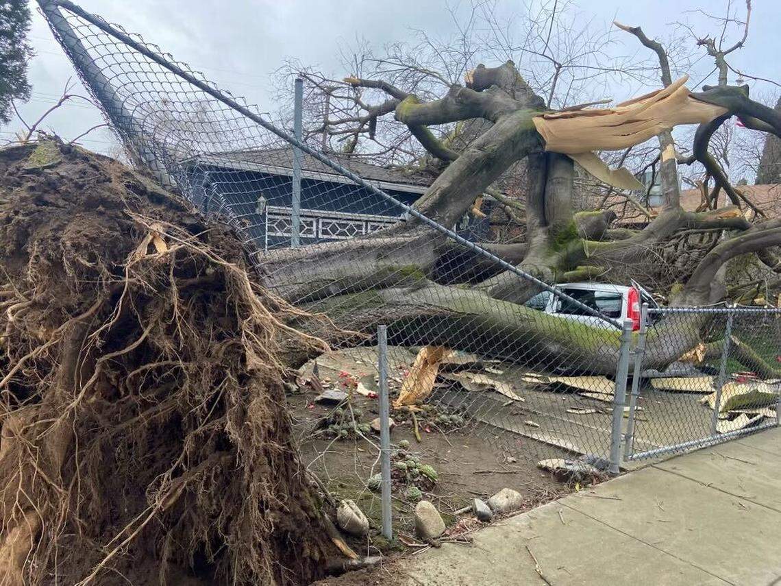 Modesto Fire Department Battalion 1 responded when a tree fell and took out a chain link fence on March 14, 2023.