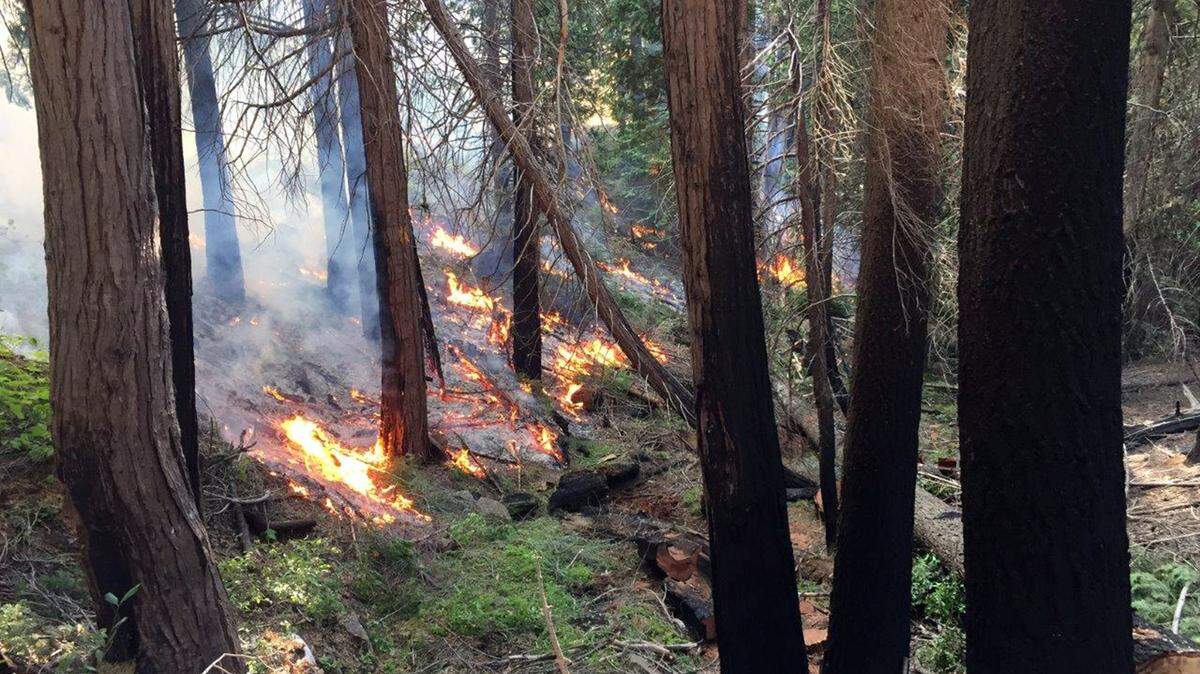 This controlled burning of dead vegetation is part of an effort in September 2019 to reduce fuels near a fire that has been burning underground in the Rosasco Meadow area of the Stanislaus National Forest since at least 2014. The cause and extent of the underground fire are unknown because land managers cannot get close to it. It has flared up into surface fuels at least twice, prompting the fuel-reduction work in the vicinity.