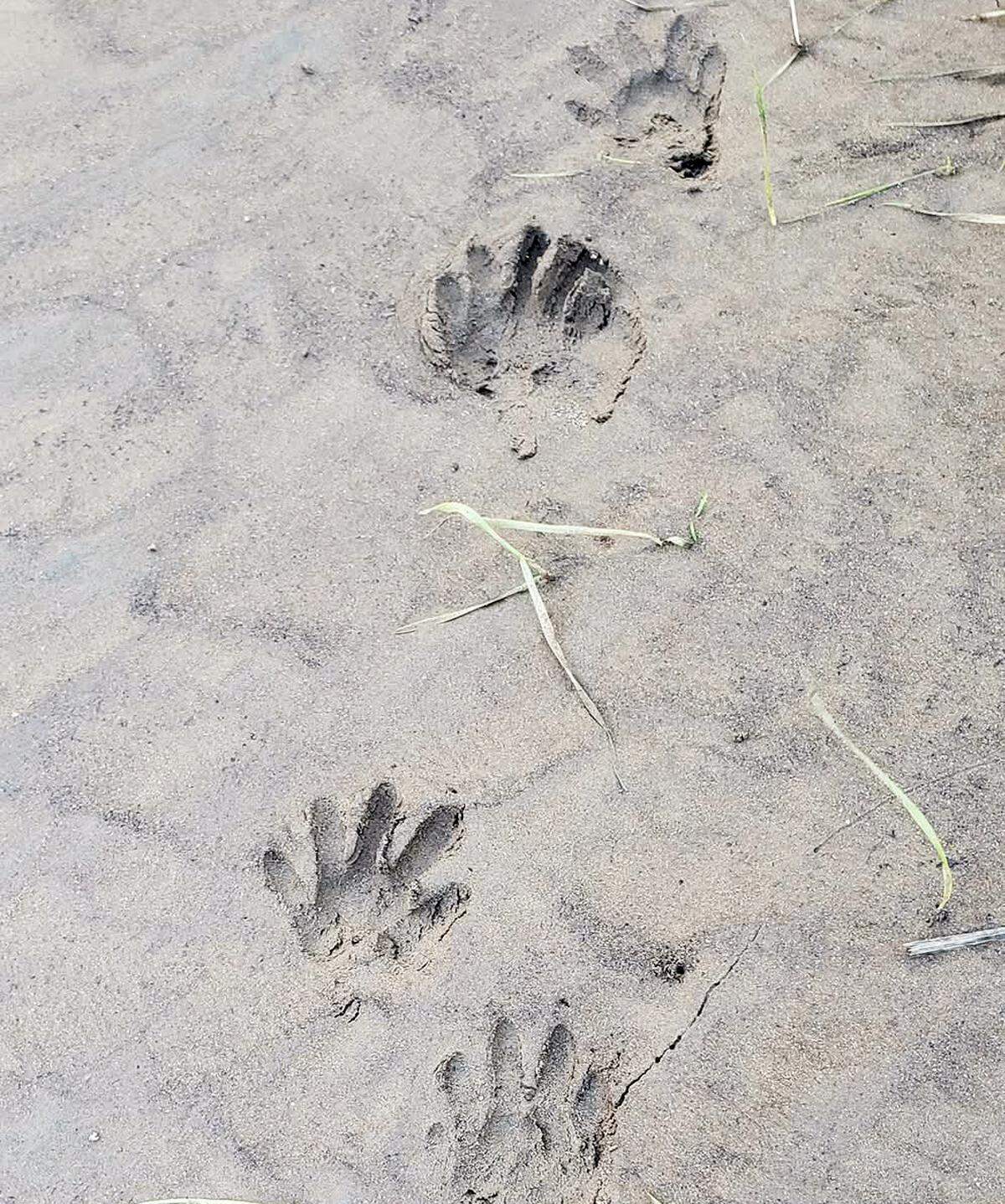 Beaver tracks in East La Loma park in Modesto in 2023.
