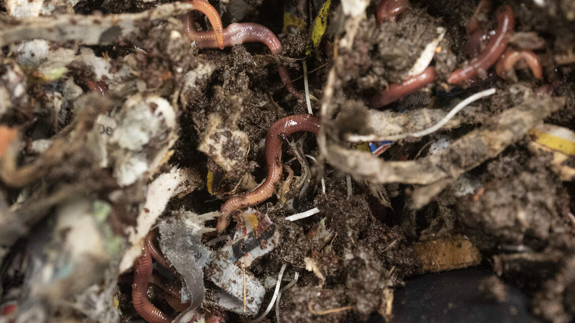 Stanislaus County libraries will teach composting with worms | Modesto Bee