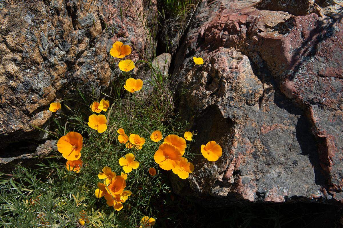 Poppies sprout from the gaps in the rock along the Stanislaus River at the Knights Ferry Recreation Area in Knights Ferry, Calif., Wednesday, April 12, 2023.