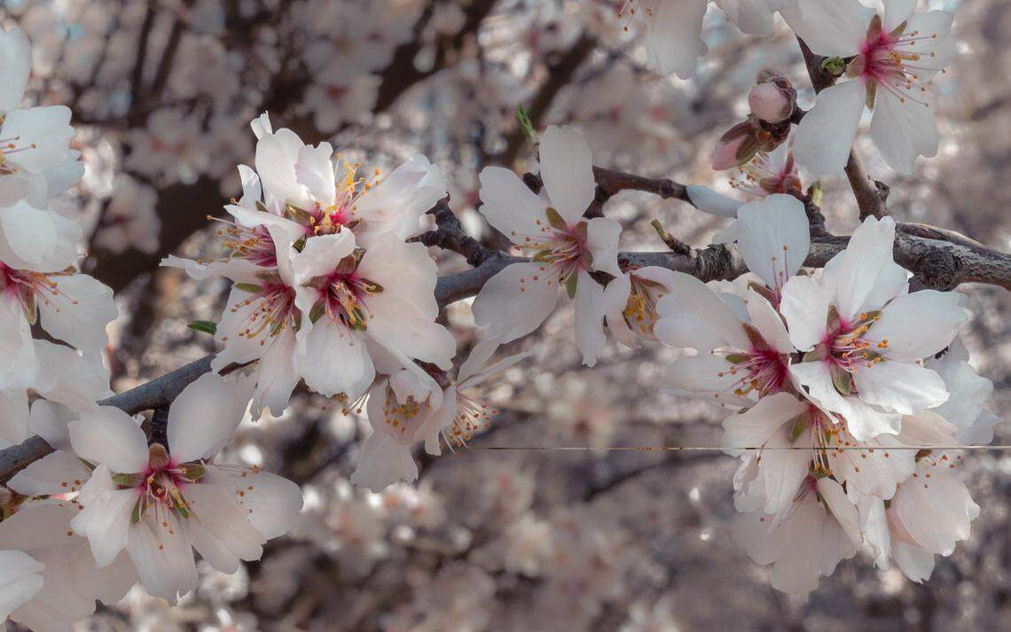 Almond blossoms from a past season in the Modesto region.