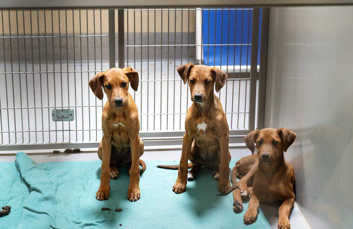 Cachorros esperan ser adoptados en la dependencia de Servicios para Animales de Stanislaus en Modesto, California, el jueves 14 de marzo de 2024.
