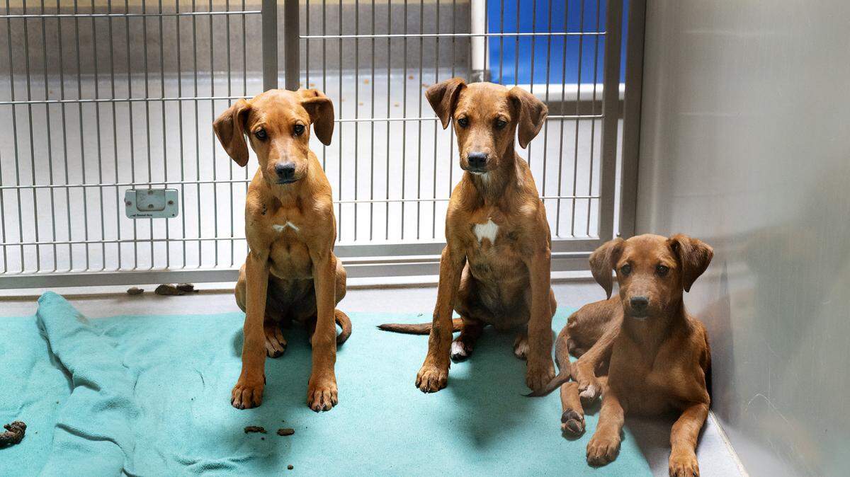 Puppies are waiting for adoption at the Stanislaus Animal Services Agency in Modesto, Calif., Thursday, March 14, 2024.