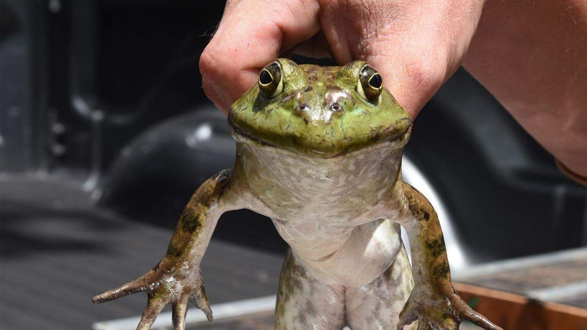 A scaled-back version of the Calaveras County Fair & Jumping Frog Jubilee will be called Back in the Saddle, A Calaveras County Homecoming.